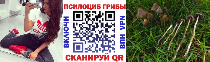 Псилоцибиновые грибы Cubensis  где купить наркоту  мега ССЫЛКА  Калининград 